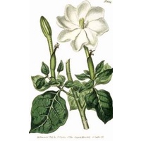 Gardenia Powder