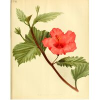 Hibiscus - vittifolius.L, Mattei