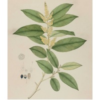 Symplocos Racemosa - Plant Based Alum Mordant  