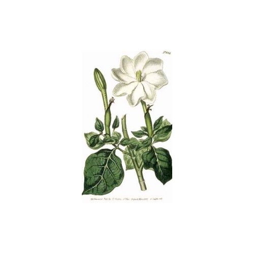 Gardenia Powder (Size: 25g)