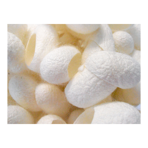 Silk Cocoons [QTY: 20]